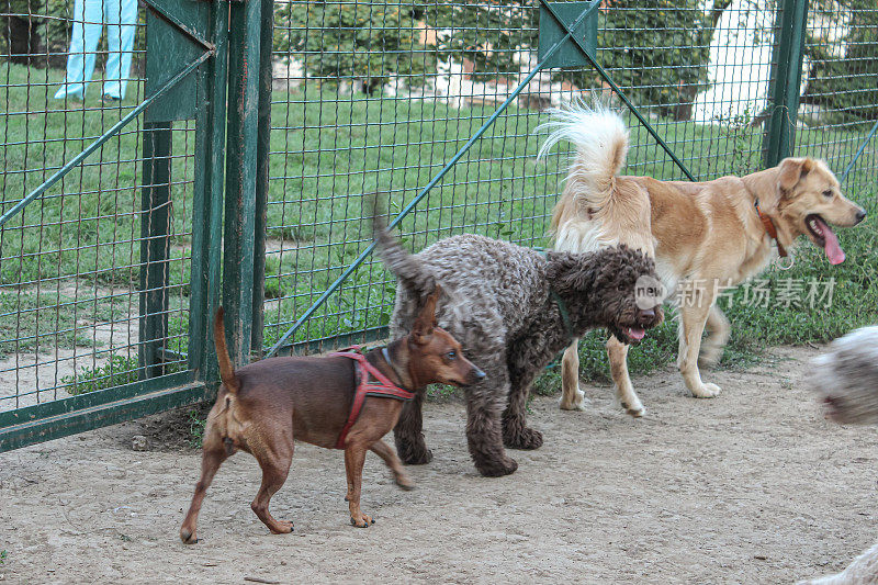 小狗母狗- Lagotto Romagnolo